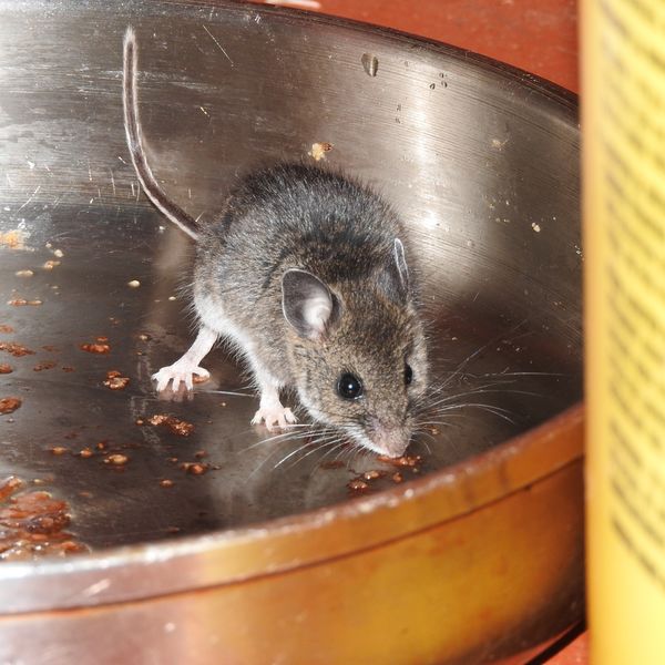 千葉でネズミ駆除をお考えでしたらZERO-Gに遠慮なくご相談ください