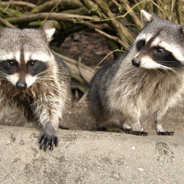 千葉でアライグマの駆除でしたらZERO-Gまでご相談ください